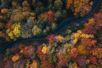 High angle view of trees during autumn