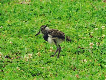 Side view of a bird on field