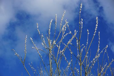 Low angle view of flowering plants against blue sky