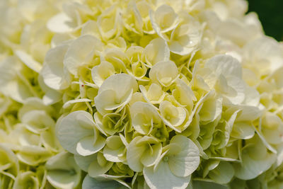 Close-up of white flowering plant