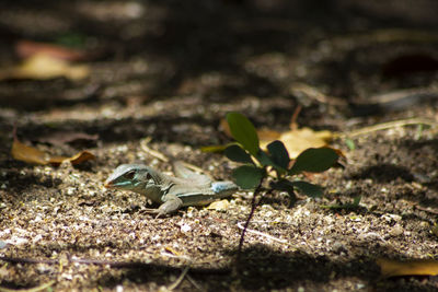 Close-up of insect on plant