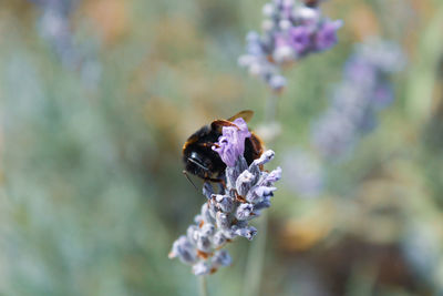 Close-up of bee on purple flower