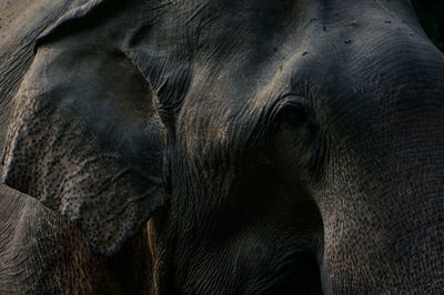 Close-up of elephant