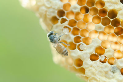 Close-up of bee on leaf