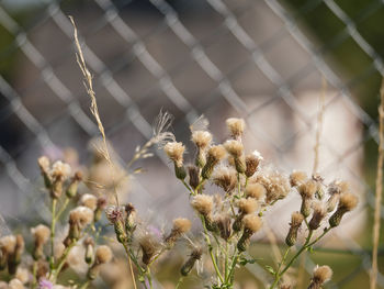 Close-up of flowering plant