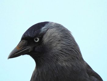 Close-up of a bird against clear sky