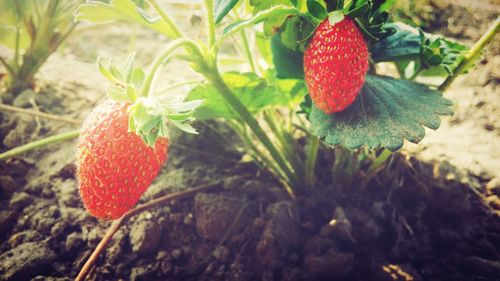Close-up of red flower
