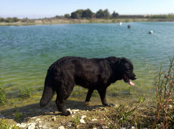 Black dog standing in lake