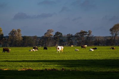 Cows grazing on field against sky