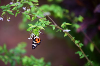 Close-up of insect on plant