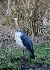 Bird on grass