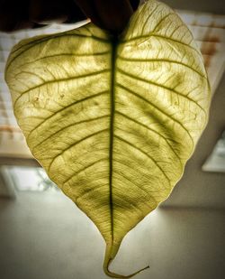 Close-up of yellow leaves