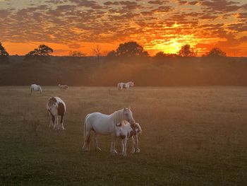 Horses on field against sky during sunset