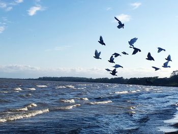 Birds flying over sea against sky