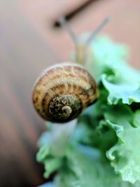 Close-up of snail on leaf