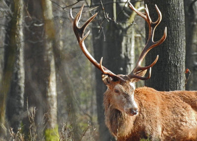 Close-up portrait of deer