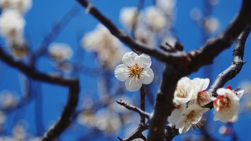 Close-up of white flowers blooming on tree