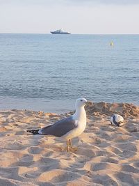 Seagull on beach