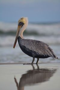 Close-up of gray heron by sea against sky
