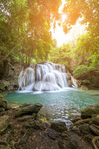 Scenic view of waterfall in forest