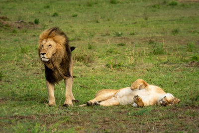 Male lion ignores prone female after mating