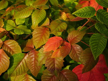 Close-up of fresh green plant