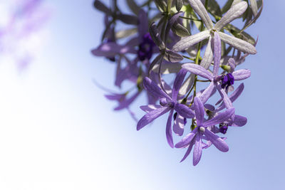 Close-up of purple flowering plant against sky