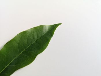 Close-up of leaf against white background