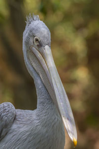 Close-up of a bird