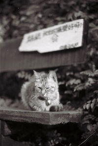 Close-up of cat