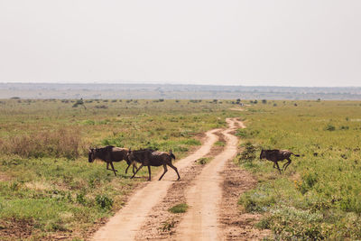 Wildebeest migration