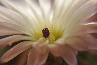 Close-up of flowering plant