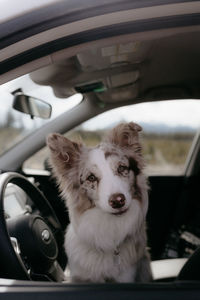 Red merel border collie puppy looking out the car window