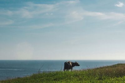 View of a horse on the beach