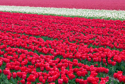 Red flowers growing in field