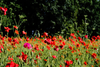 Close-up of red poppy flowers on field