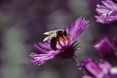 Close-up of bee pollinating on purple flower