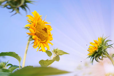 Close-up of yellow flowering plant against sky