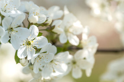 Close-up of white cherry blossom