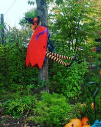 Red bird hanging on tree