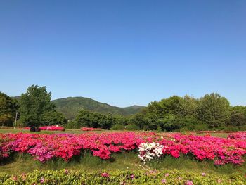 Pink flowering plants by land against clear blue sky