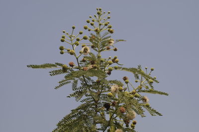 Low angle view of tree against clear sky