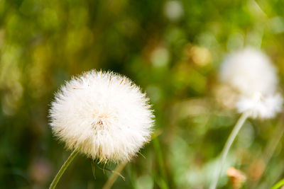 Close-up of dandelion against blurred background