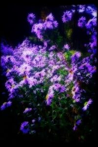 Close-up of purple flowers