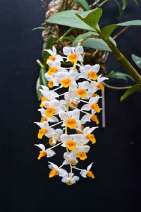 Close-up of flowers blooming outdoors