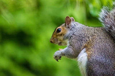 Close-up of squirrel