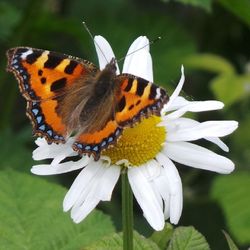Close-up of butterfly pollinating on flower