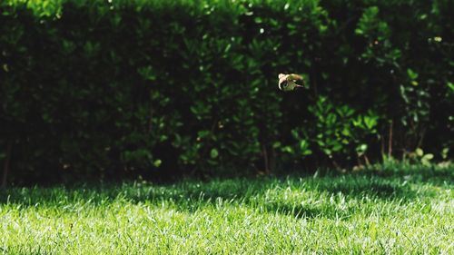 Trees on grassy field
