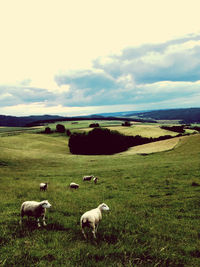 Sheep in a field