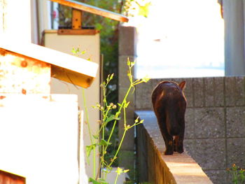 View of a cat looking away